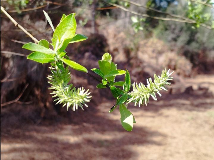 Salix atricuberea