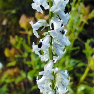 Acicate de olor - Anarrhinum Bellidifolium