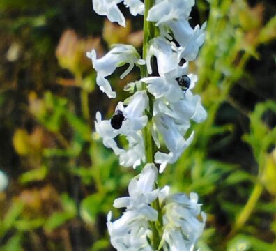 Anarrhinum bellidifolium restauraciones ecologicas 396x360