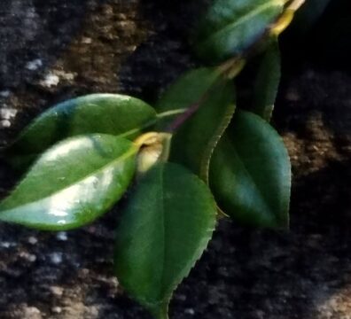 Camellia japonica restauraciones ecologicas 396x360