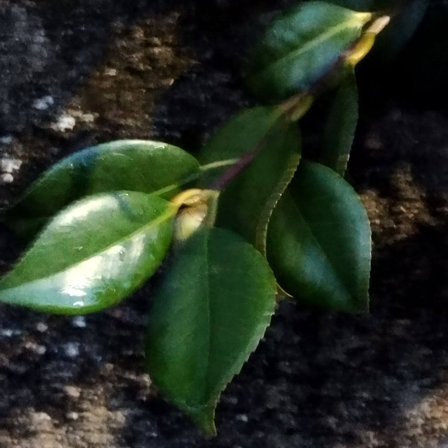 Camellia japonica restauraciones ecologicas