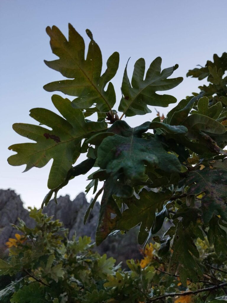 Quercus pyrenaica restauraciones ecologicas 768x1024